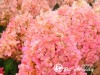 Hortenzija šluotelinė ,Magical Candle' (lot. Hydrangea paniculata)